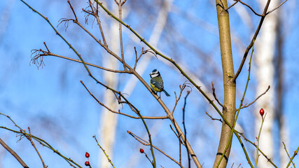 Yellow-blue tit sits on a tree branch and poses