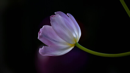 Purple lonely tulip in a dark room