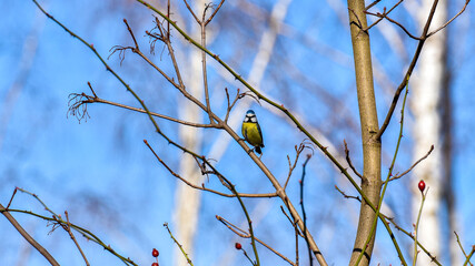 Little blue tit sits on a birch in the sun