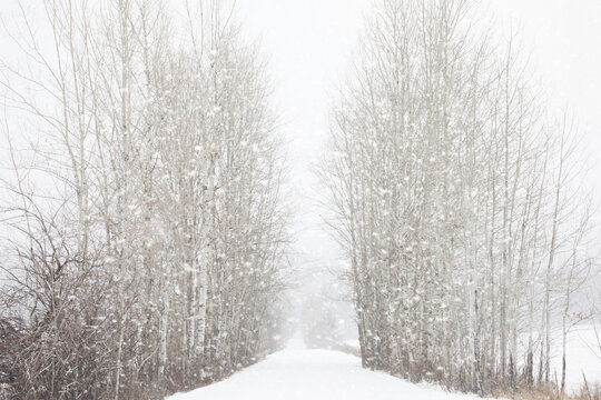 Original winter photograph of a long snow-covered road going through a grove of barren aspen trees in the snow