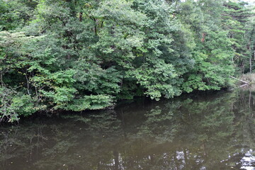 森の中の池の畔