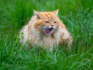 Naklejka na ściany i meble le chat angora roux tourne sa langue gueule ouverte