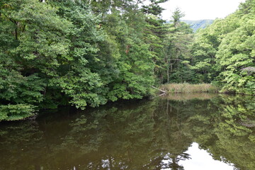 Fototapeta na wymiar 木々が反射している池の風景