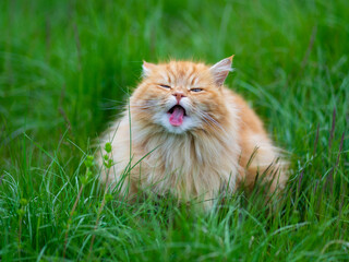 Naklejka na ściany i meble le chat angora roux tire la langue gueule ouverte