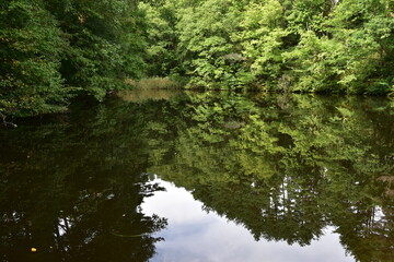 森の緑が反射する池