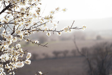 Silverded Almond pretty flower invites to meditation (Japanese cherry tree - jerte Spain)