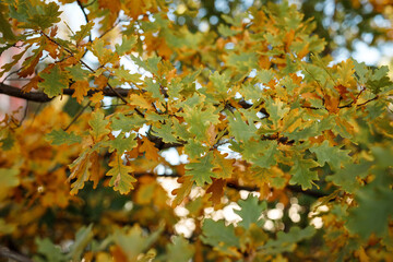 Fresh green oak tree leaves over white background. Natural close-up vertical photo with selective focus