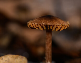 small brown mushroom cap detail