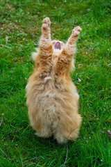 le chat angora roux est fou de joie