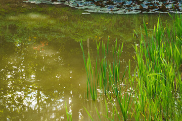 Cattail grows in the pond along the coast, spring day, the pond water is greenish-yellow in color
