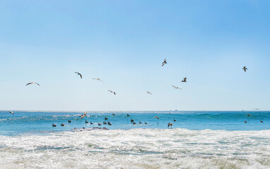 Wild beautiful birds - pelicans fishing in the ocean with big waves beach Playa Flamingo in Guanacaste, Costa Rica. Central America.