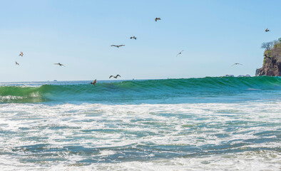 Wild beautiful birds - pelicans fishing in the ocean with big waves beach Playa Flamingo in Guanacaste, Costa Rica. Central America.