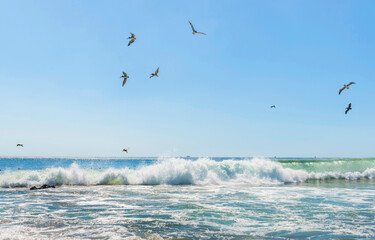 Wild beautiful birds - pelicans fishing in the ocean with big waves beach Playa Flamingo in Guanacaste, Costa Rica. Central America.