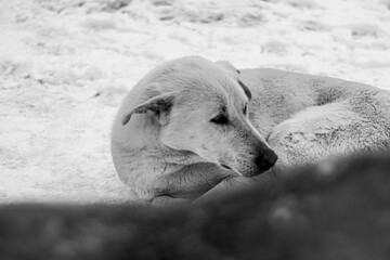snowy street view and dog