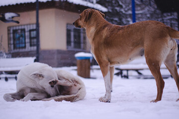 snowy street view and dog