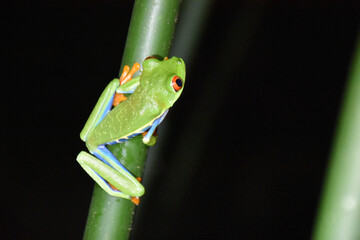 Red eyed Tree Frog