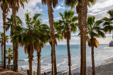 Palmeras y paisaje en la costa de Bahía Felíz en la isla de Gran Canaria