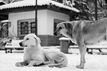 snowy street view and dog