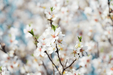 Silverded Almond pretty flower invites to meditation (Japanese cherry tree - jerte Spain)