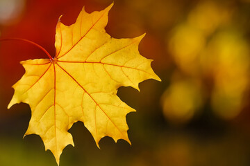 Naklejka na ściany i meble Beautiful autumn maple leaf, close-up