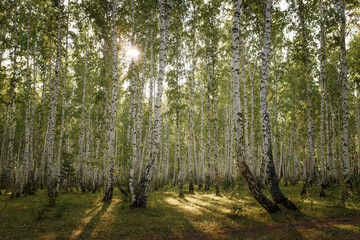 Beautiful landscape. Russian forest. White birch trunks. The spring sun illuminates the birch grove