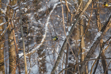 Beautiful winter forest landscape, trees covered snow