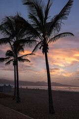 Palmeras en la playa de Las Canteras, al atardecer en la ciudad de Las Palmas de Gran Canaria