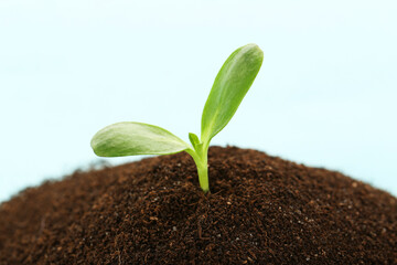 Green sprout growing out from soil on blue background