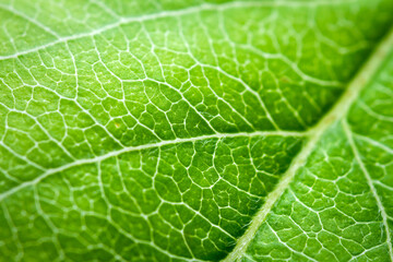 Extreme close-up of a apple leaf.