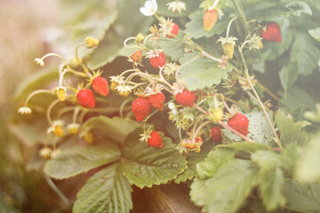 Wild strawberry bush in forest. Red strawberries berry and white flowers in wild meadow, close up. Wild strawberries in the sun