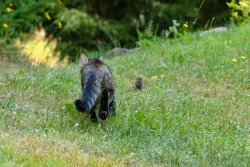 The cat hunts a mouse in a meadow.