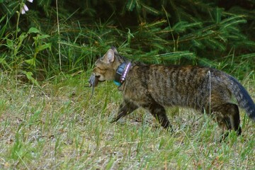 The cat hunts a mouse in a meadow.