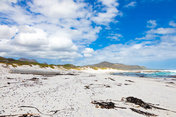 Large driftwood log on sandy beach of Cape Towns stormy coastline