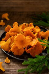 Mushrooms chanterelles in an iron retro bowl and forest moss on a wooden old background. Mock up. Top view.