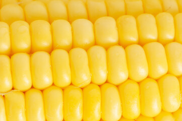 Corn texture. Yellow corns as background
