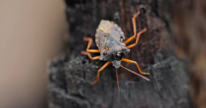 Forest bug or red-legged shieldbug (Pentatoma rufipes) is a species of shield bug in the family Pentatomidae, commonly found in most of Europe. It inhabits forests, woodlands, orchards, and gardens