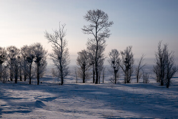 Bird nest trees along the road in the winter steppe.
