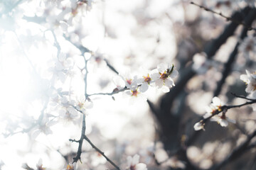 Silverded Almond pretty flower invites to meditation (Japanese cherry tree - jerte Spain)