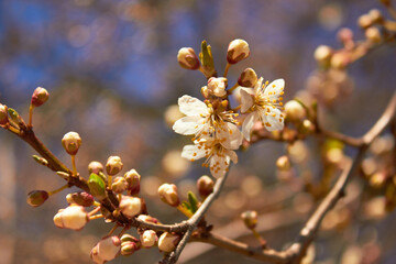 Spring white flowers. Cherry blossoms on a sunny day against the blue sky. Beauty of nature. Spring, youth, growth concept.