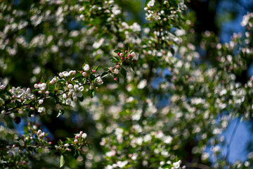 Beautiful spring blossoming apple tree