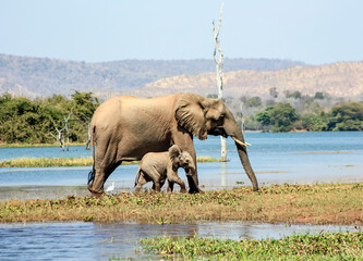 Mother elephant with small baby elephant walks along the shore of the pond.