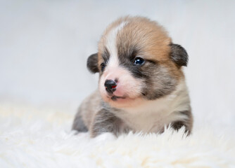Młodziutki szczeniak welsh pembroke corgi © nitka_zaplatana