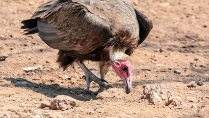  Hooded vulture curiously searches for drops of blood and food.