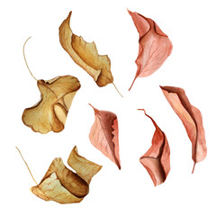 Autumn dry leaves falling and swirling watercolor set. Template for decorating designs and illustrations.