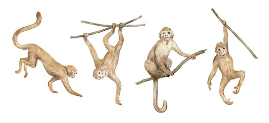 Naklejki  Akwarela słodkie małpy isloated na białym tle. Ręcznie rysowane ilustracja z naczelnymi zwierzętami. Tropikalna przyroda. Małpa, postać szympansa, na tekstylia, tapetę, plakat