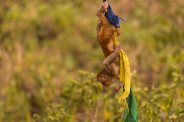 Rhesus Macaque Playing