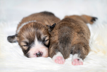 Dwa śpiące szczeniaki © nitka_zaplatana