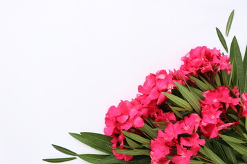 Bouquet of fresh pink flowers. On a white background, top view, with a space for text.