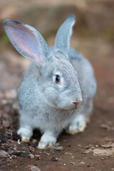 white rabbit in the garden, banjarnegara Indonesia