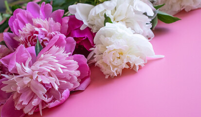 lovely peony flowers on pink background, space for text, celebration greeting card concept, flat lay